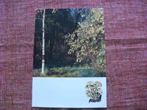 Pohlednice.....Z lesa — foto 1