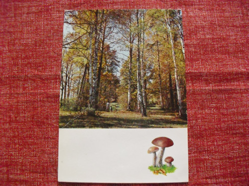 Pohlednice...Z lesa — foto 1