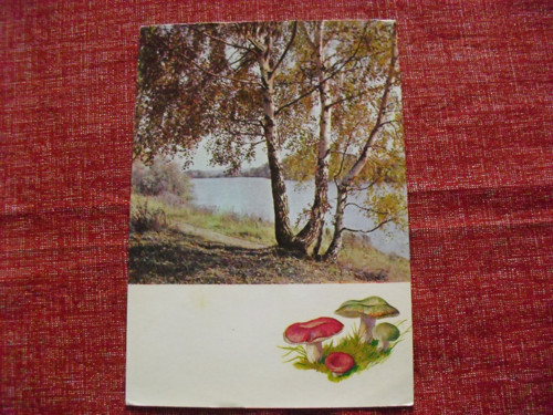 Pohlednice...Z lesa — foto 1
