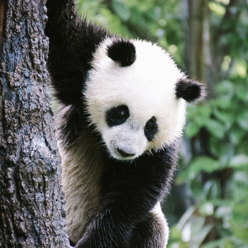 Panel bavlněný 30x30 cm: Panda — foto 1