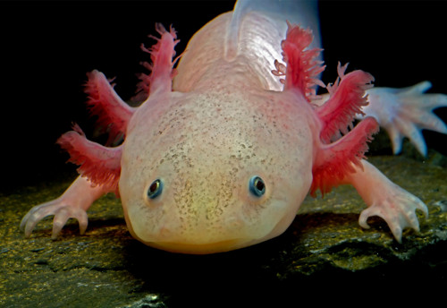 Panel bavlněný 16x11 cm: Axolotl