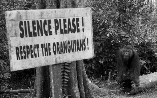 Panel bavlněný 40x25 cm: Orangutani — foto 1