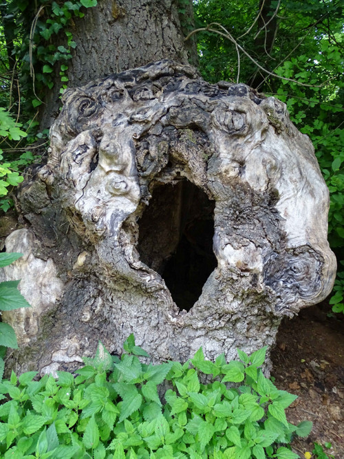 Moudrost lesa