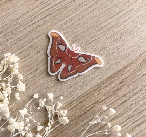 Attacus Atlas odznak / pin