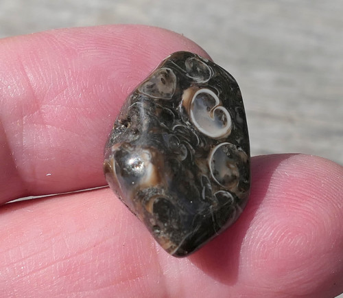 Turritella (21 mm) V4119 — foto 1
