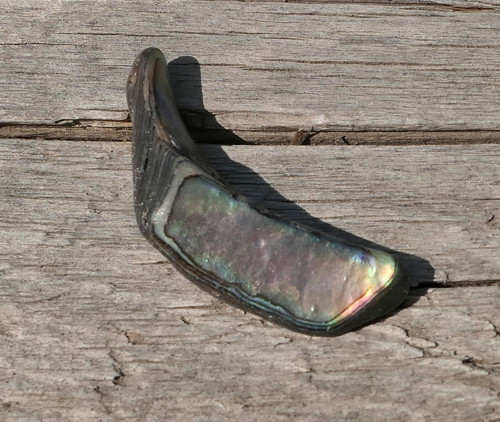 Paua mušle V4131 — foto 1