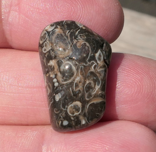 Turritella (22 mm) V4133 — foto 1