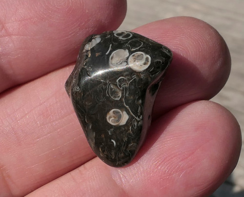 Turritella (22 mm) V4140 — foto 1