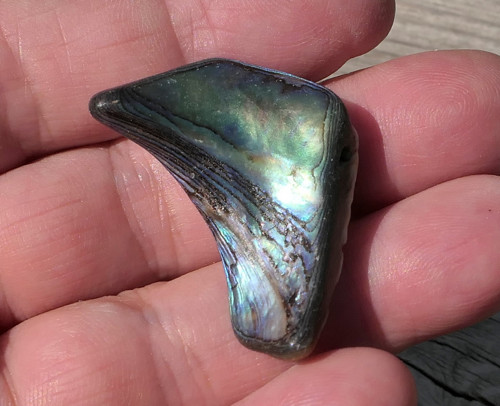 Paua mušle V4141 — foto 1