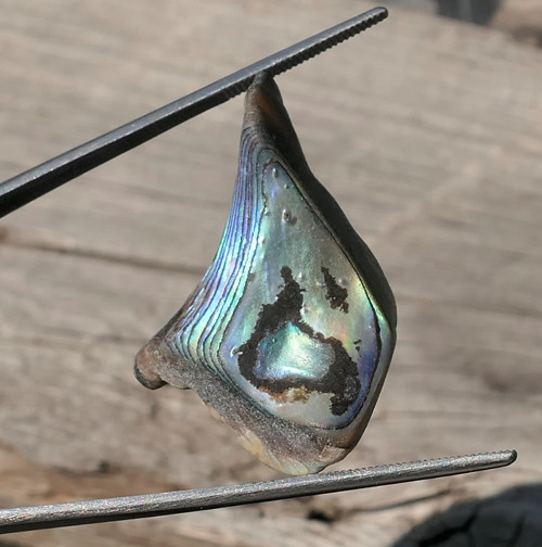 Paua mušle V4143 — foto 1
