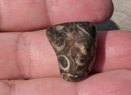 Turritella (20 mm) V4145 — foto 1