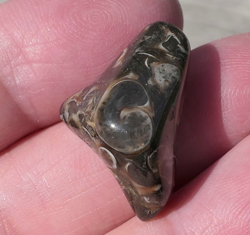 Turritella (24 mm) V4149 — foto 1