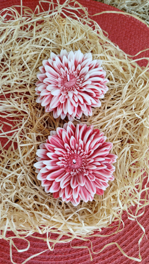 Gerbera