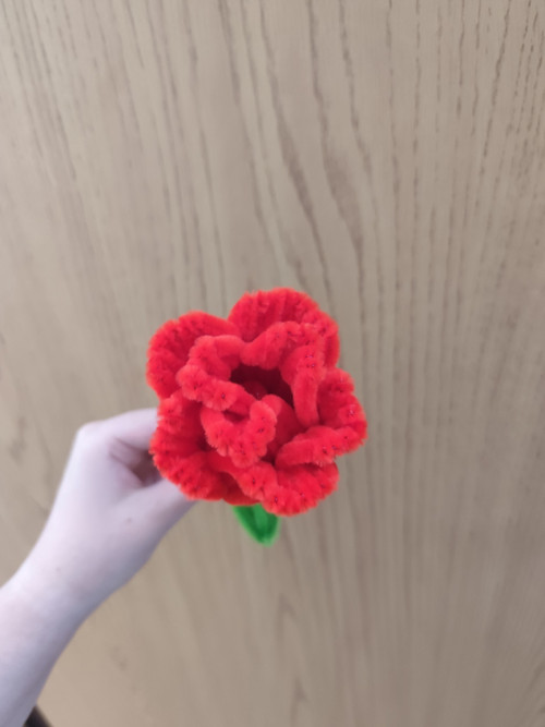 Red bloosom - červená růže