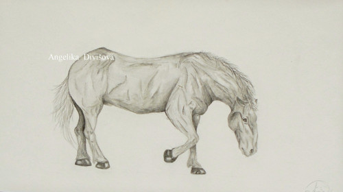 Percheron - ORIGINÁL
