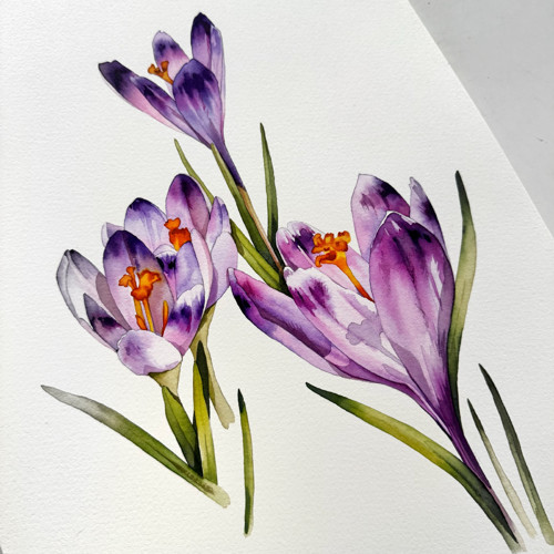 Šafrán - akvarel, originál, 26 x 36 cm
