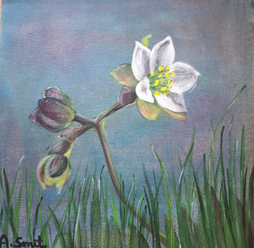 Obraz, květina, Čemeřice černá, akryl, plátno 20x2