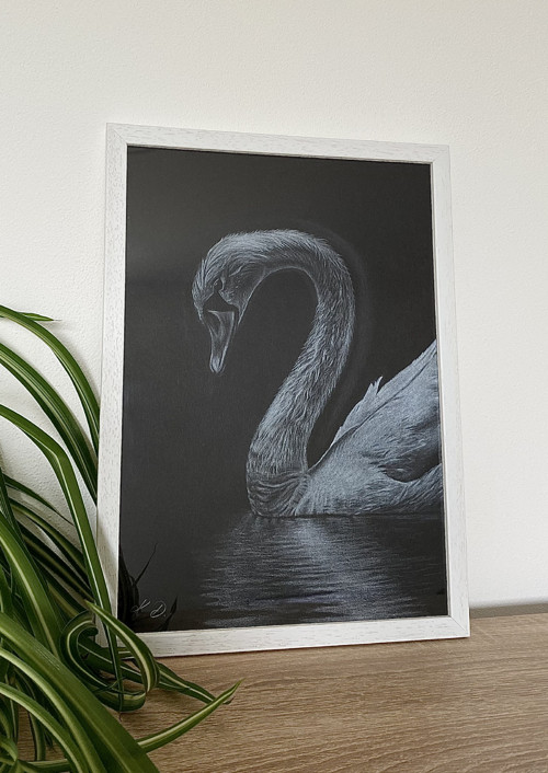 Bílá labuť