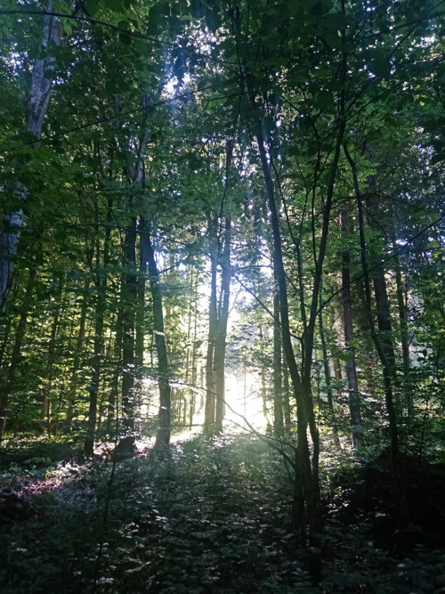 Světlo