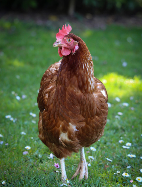 Panel bavlněný 21x16 cm: Hnědá slepice