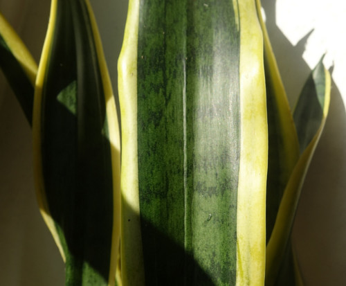 Tchynin jazyk, Sansevieria trifasciata Laurentii