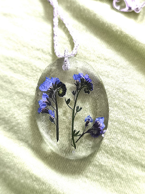 Myosotis