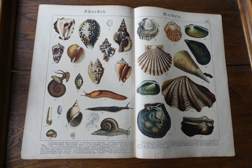 Originál litografie z 19. století, mořský život
