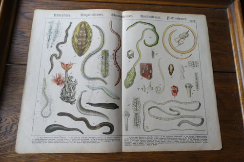 Originál litografie z 19. století, fauna