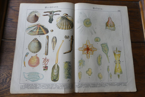 Originál litografie z 19. století, fauna