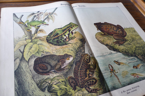 Originál litografie z 19. století, žáby