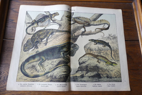 Originál litografie z 19. století, ještěři