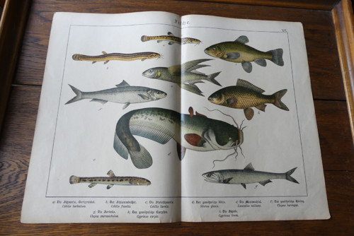 Originál litografie z 19. století, ryby