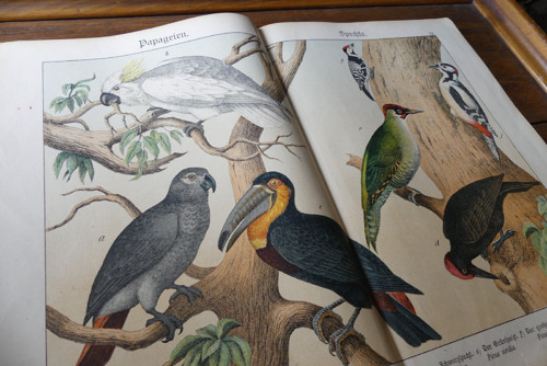Originál litografie z 19. století, ptáci
