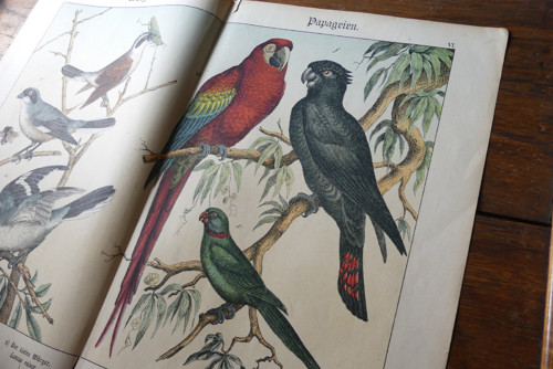 Originál litografie z 19. století, ptáci