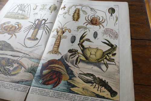 Originál litografie z 19. století, mořský život