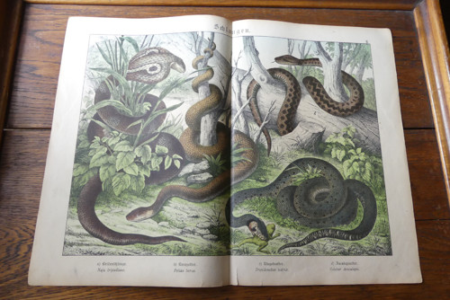 Originál litografie z 19. století, hadi