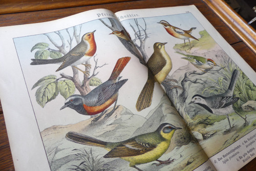 Originál litografie z 19. století, ptáci