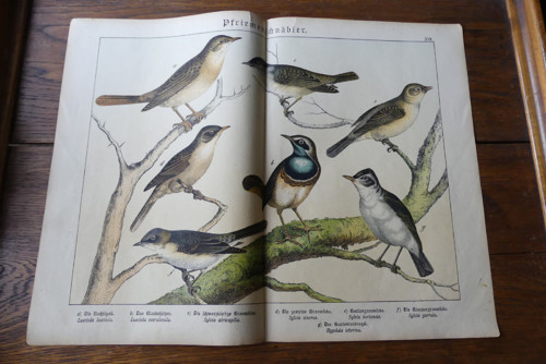 Originál litografie z 19. století, ptáci