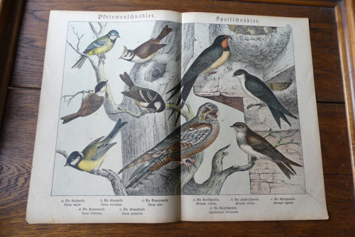 Originál litografie z 19. století, ptáci