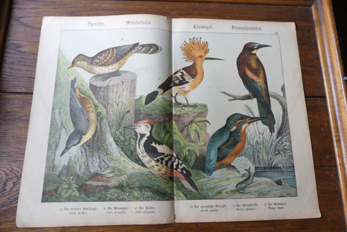 Originál litografie z 19. století, ptáci