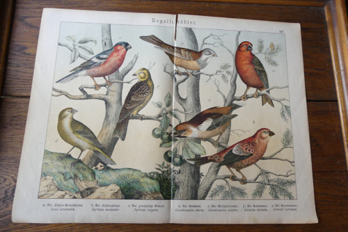 Originál litografie z 19. století, ptáci