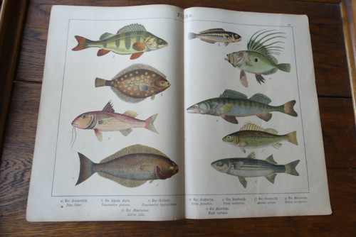 Originál litografie z 19. století, ryby