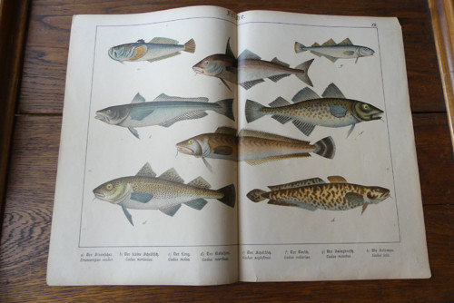 Originál litografie z 19. století, ryby