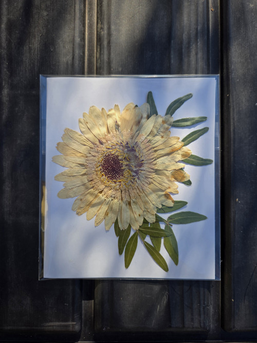Přáníčko - lisované květiny - gerbera