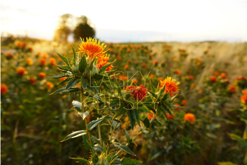 Bodláčí