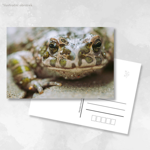 Pohlednice: Bufotes viridis