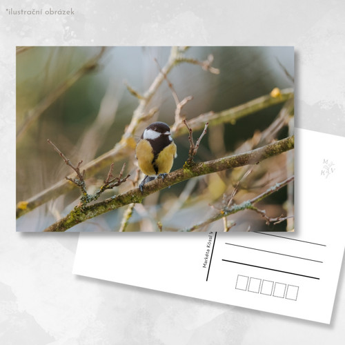 Pohlednice: Parus major