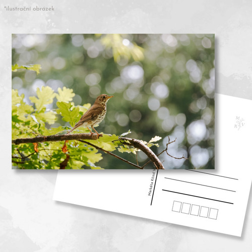 Pohlednice: Turdus philomelos