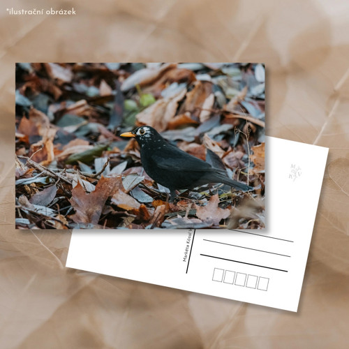 Pohlednice: Turdus merula s leucismem