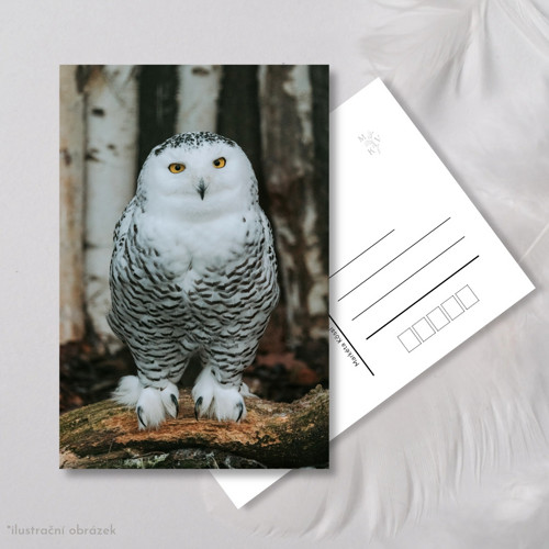 Pohlednice: Bubo scandiacus